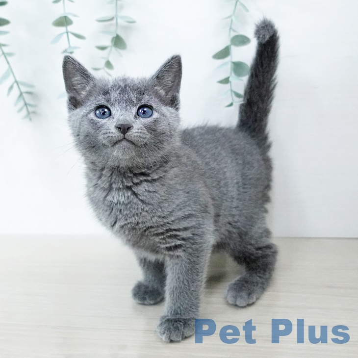 千葉県のロシアンブルー (ペットプラス幕張新都心店/2025年3月27日生まれ/男の子/ブルー)の子猫