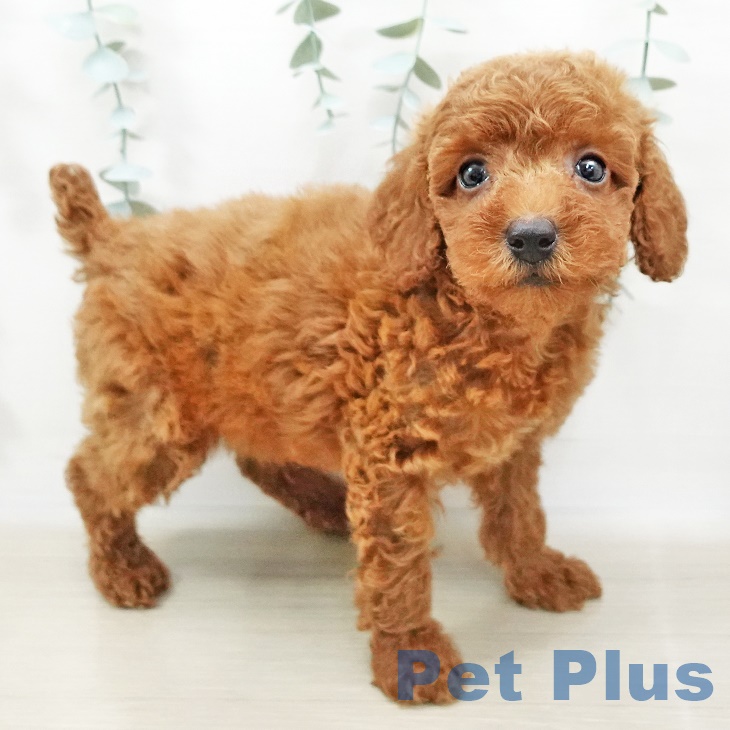 新潟県のトイプードル(トイ) (ペットプラス新潟青山店/2025年4月3日生まれ/男の子/レッド)の子犬