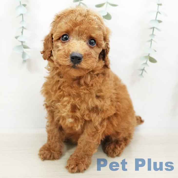 新潟県のトイプードル(トイ) (ペットプラス新潟南店/2025年4月3日生まれ/男の子/レッド)の子犬