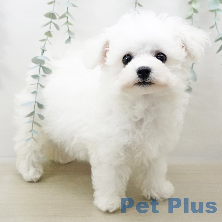 千葉県のビションフリーゼ (ペットプラス成田店/2025年3月26日生まれ/男の子/ホワイト)の子犬