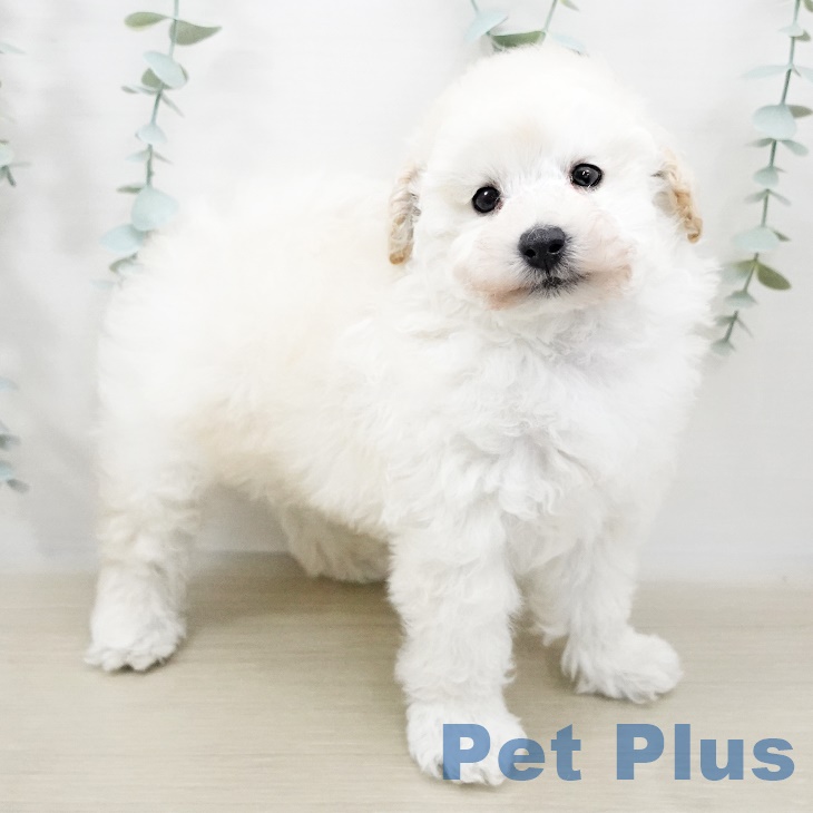 埼玉県のトイプードル(トイ) (ペットプラス羽生店/2025年4月1日生まれ/男の子/ホワイト)の子犬