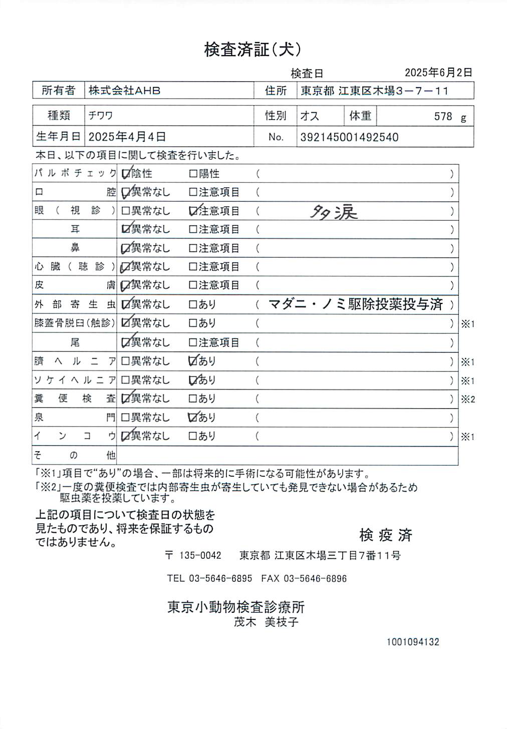 チワワ