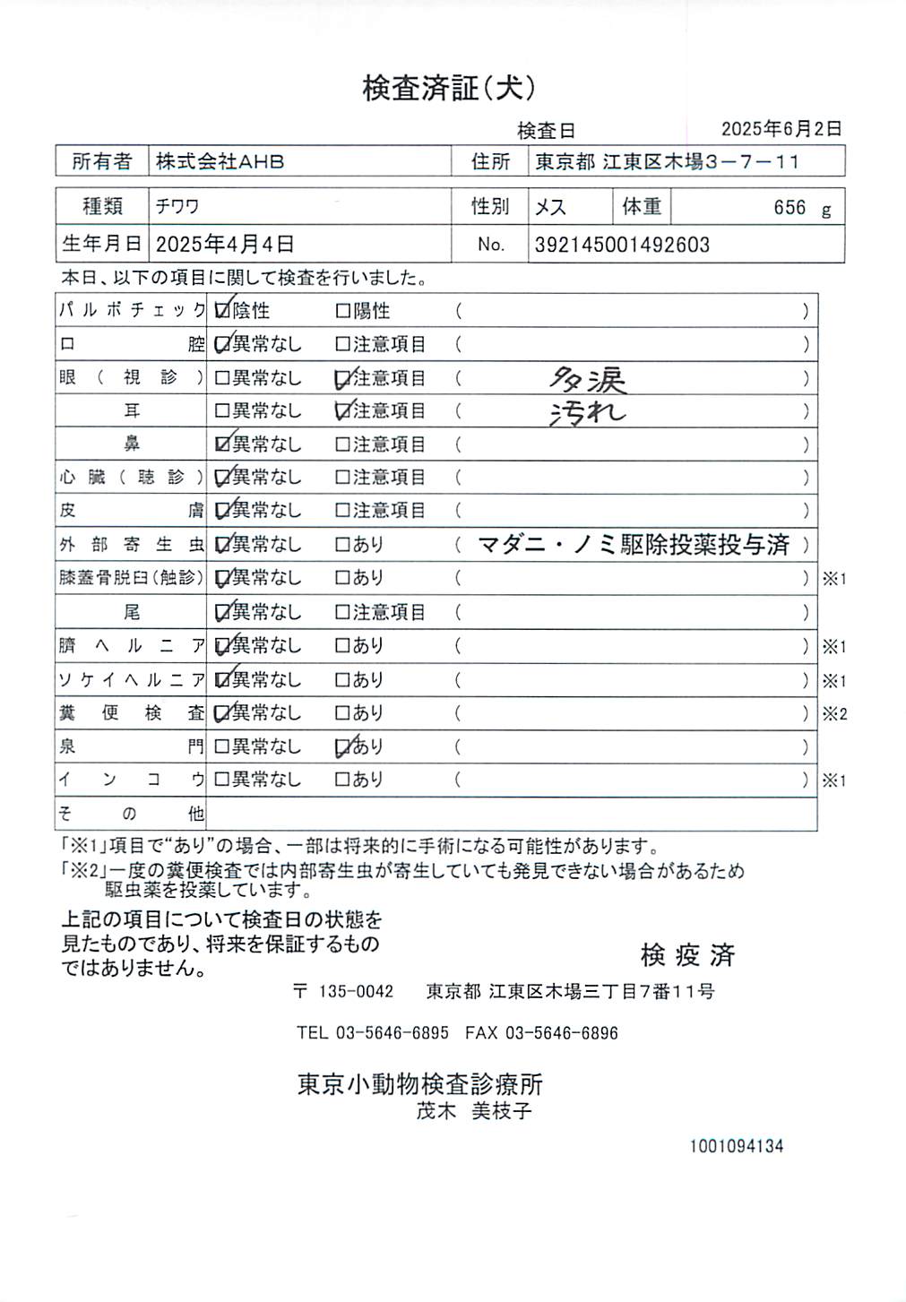 チワワ
