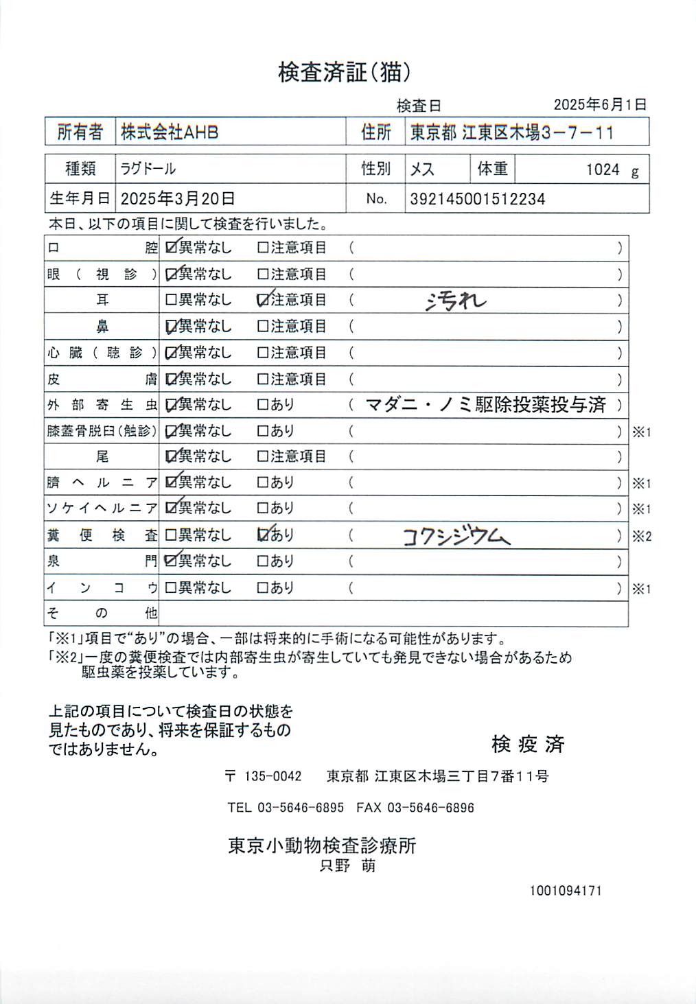 ラグドール