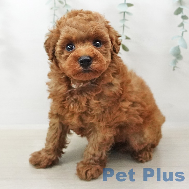 福島県のトイプードル(トイ) (ペットプラス福島店/2025年3月28日生まれ/女の子/レッド)の子犬