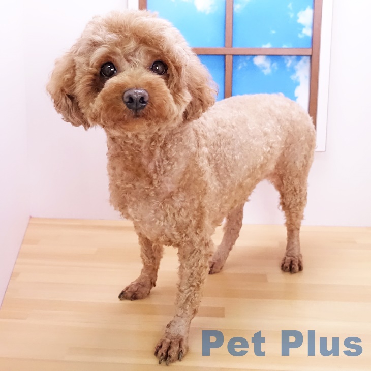 トイ・プードル