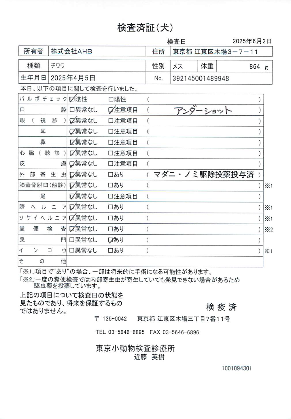 チワワ