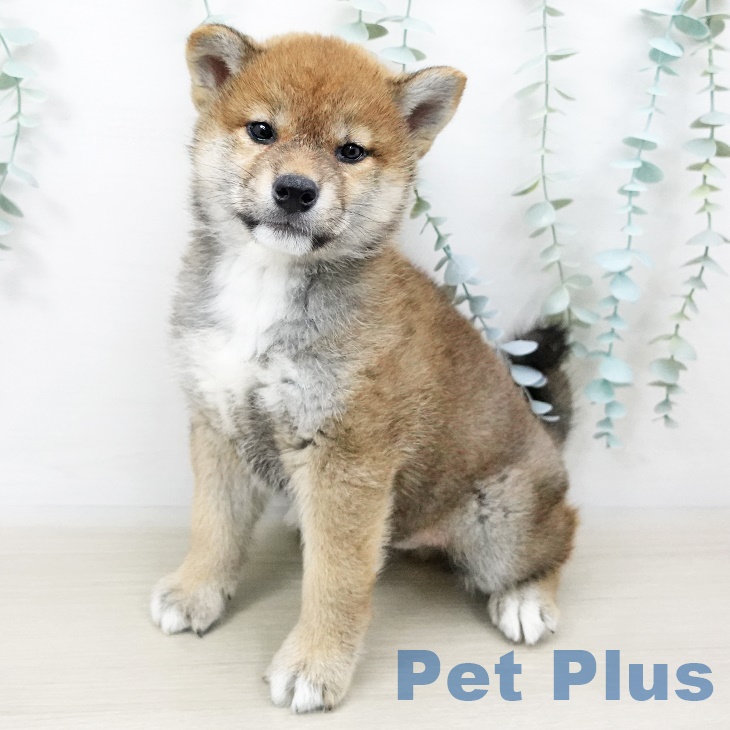 神奈川県の柴犬(標準サイズ) (ペットプラス川崎ルフロン店/2025年4月4日生まれ/男の子/赤)の子犬
