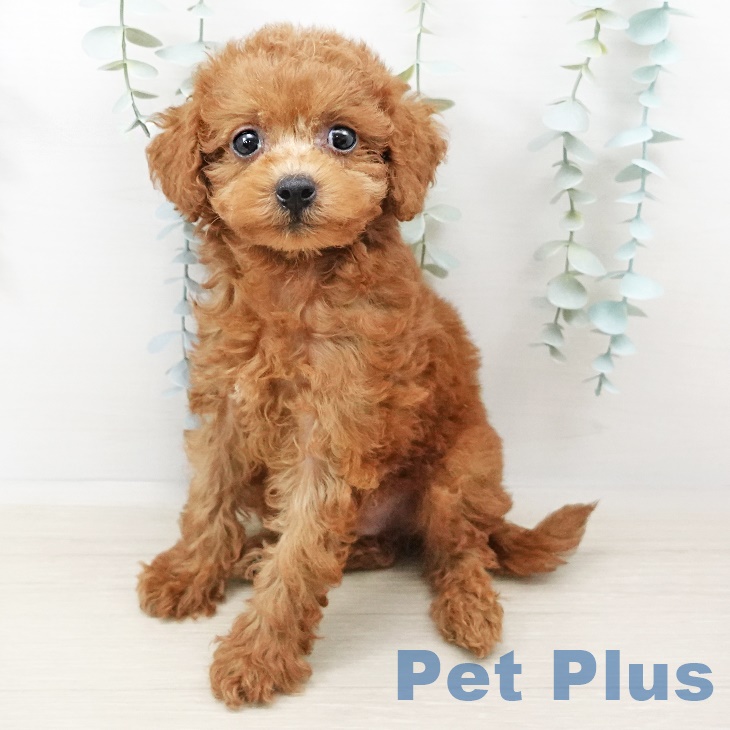 千葉県のトイプードル(トイ) (ペットプラスユーカリが丘店/2025年4月5日生まれ/男の子/レッド)の子犬