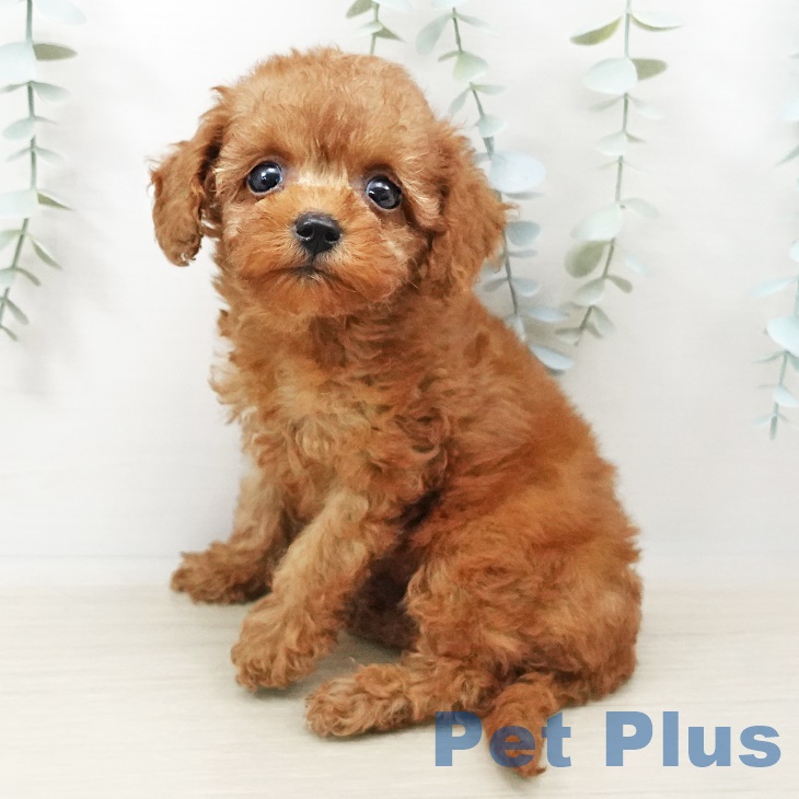 茨城県のトイプードル(トイ) (ペットプラスつくば店/2025年4月5日生まれ/女の子/レッド)の子犬