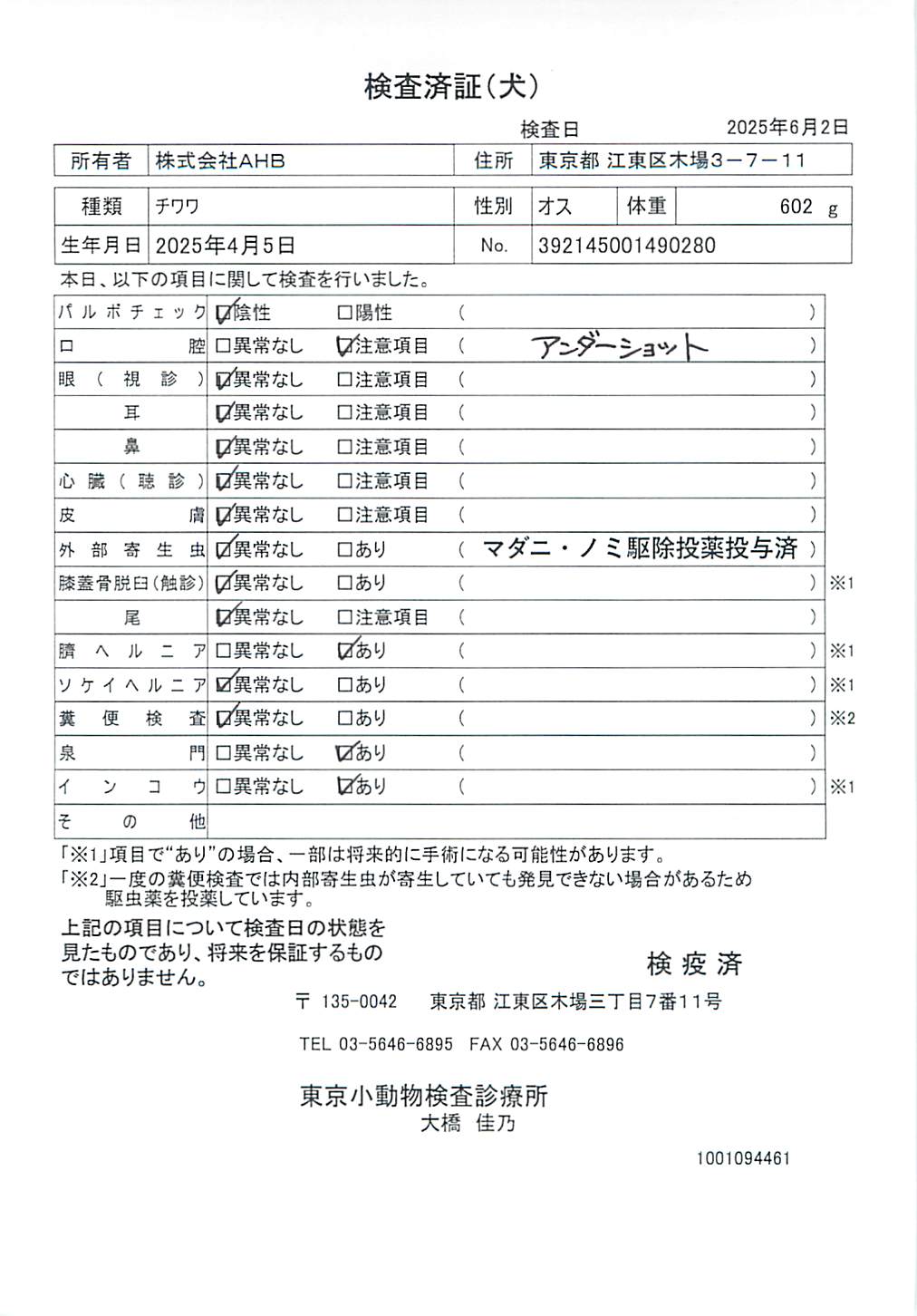 チワワ