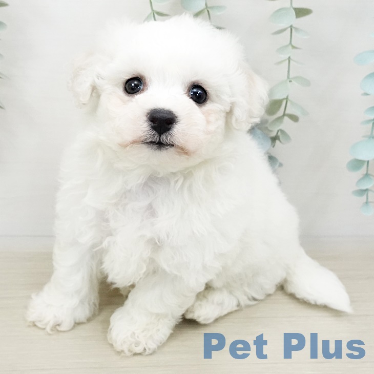 東京都のビションフリーゼ (ペットプラス東久留米店/2025年4月4日生まれ/男の子/ホワイト)の子犬