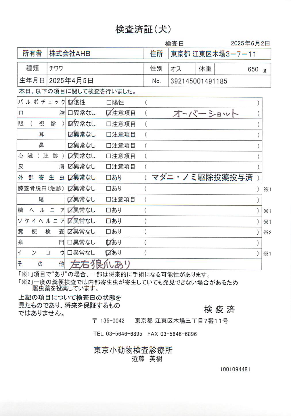 チワワ