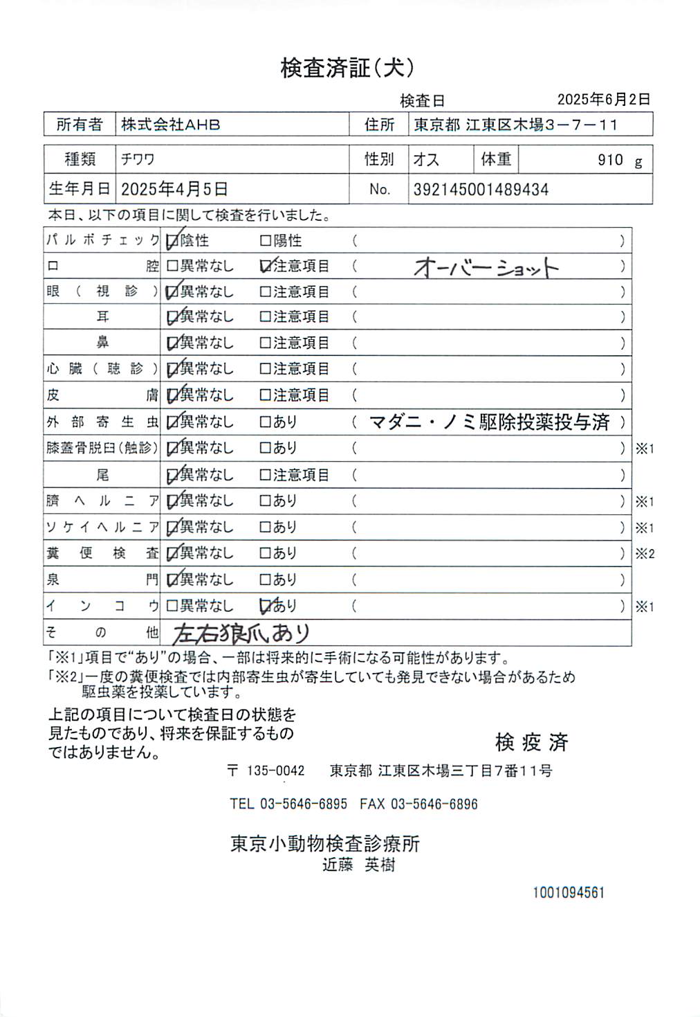 チワワ