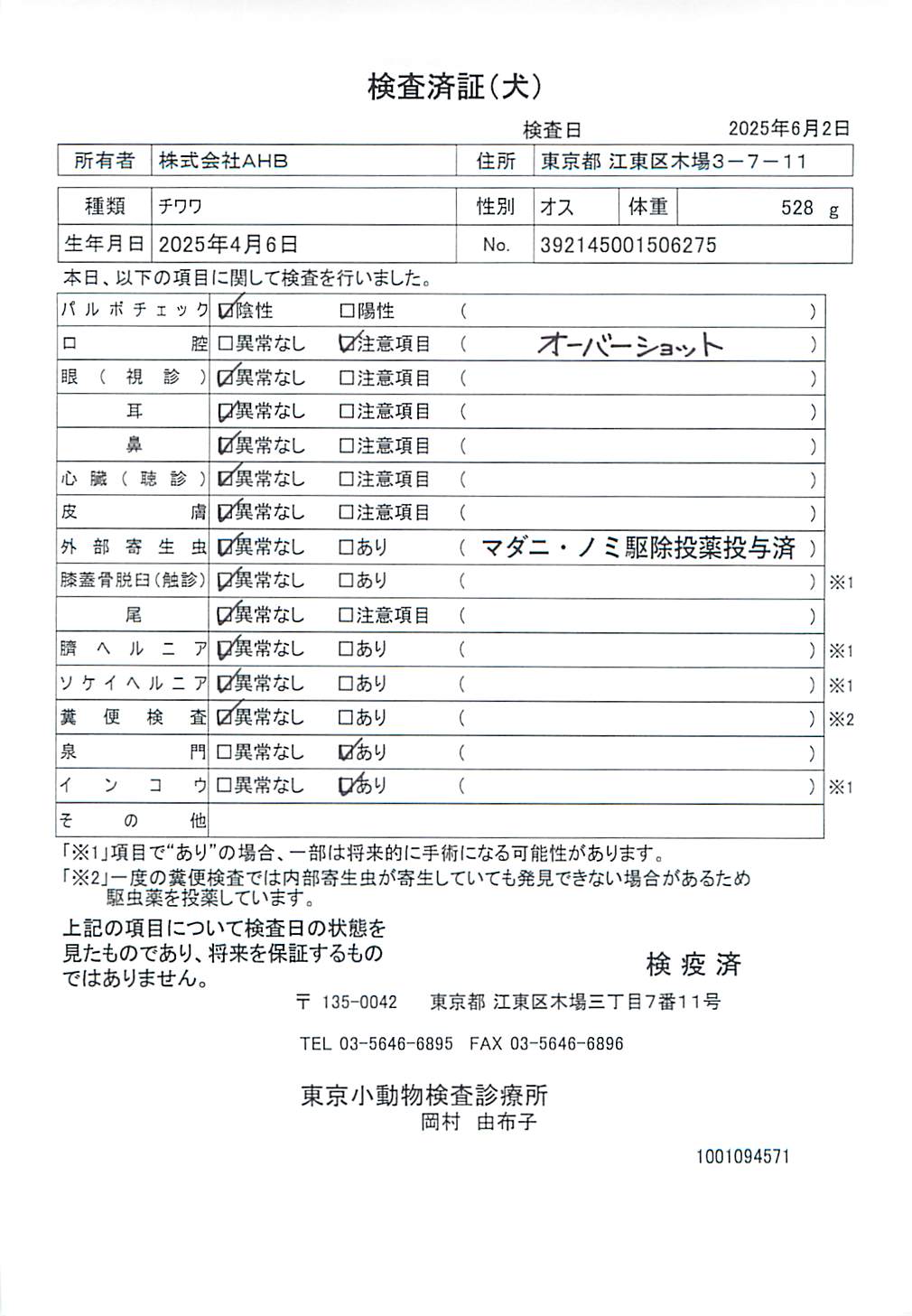 チワワ