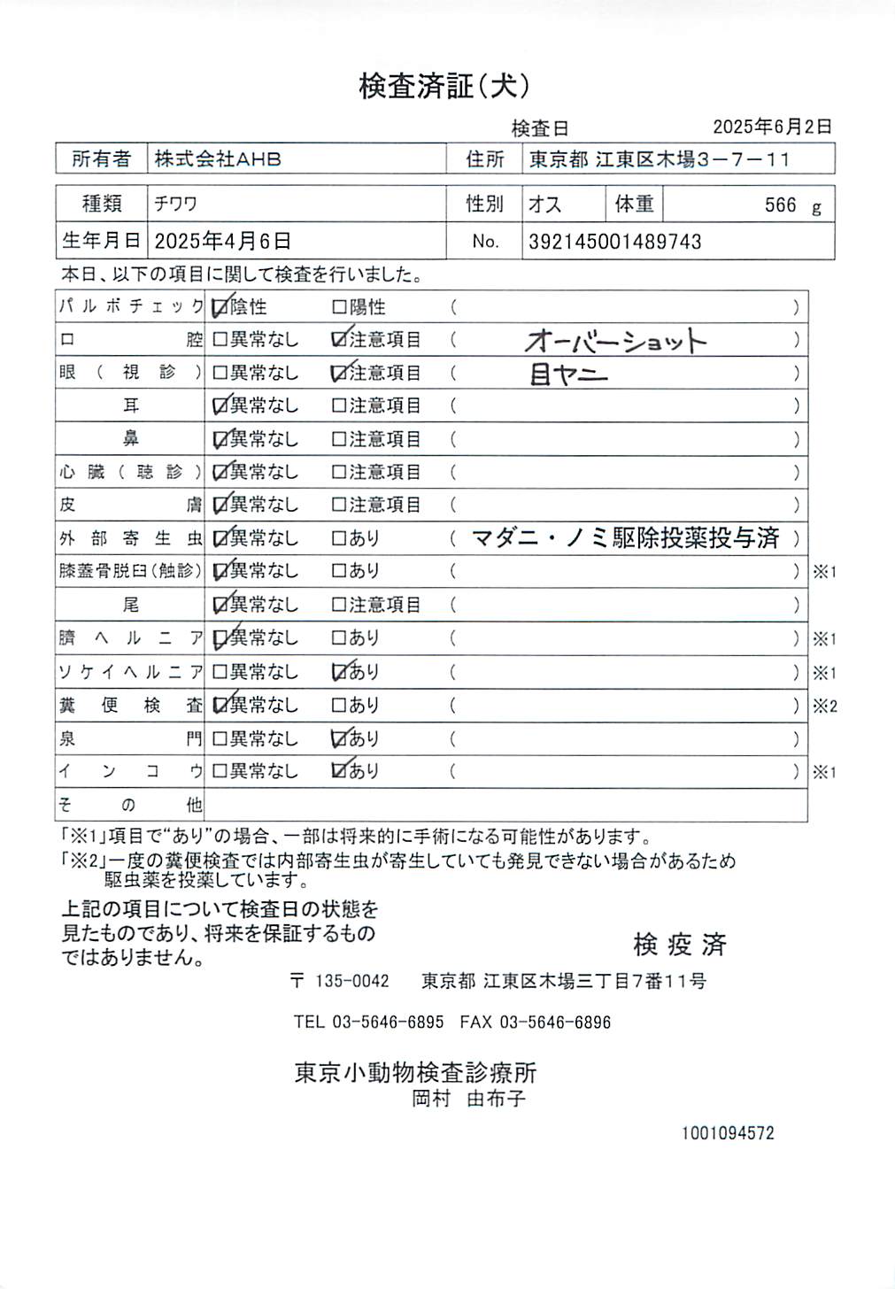 チワワ