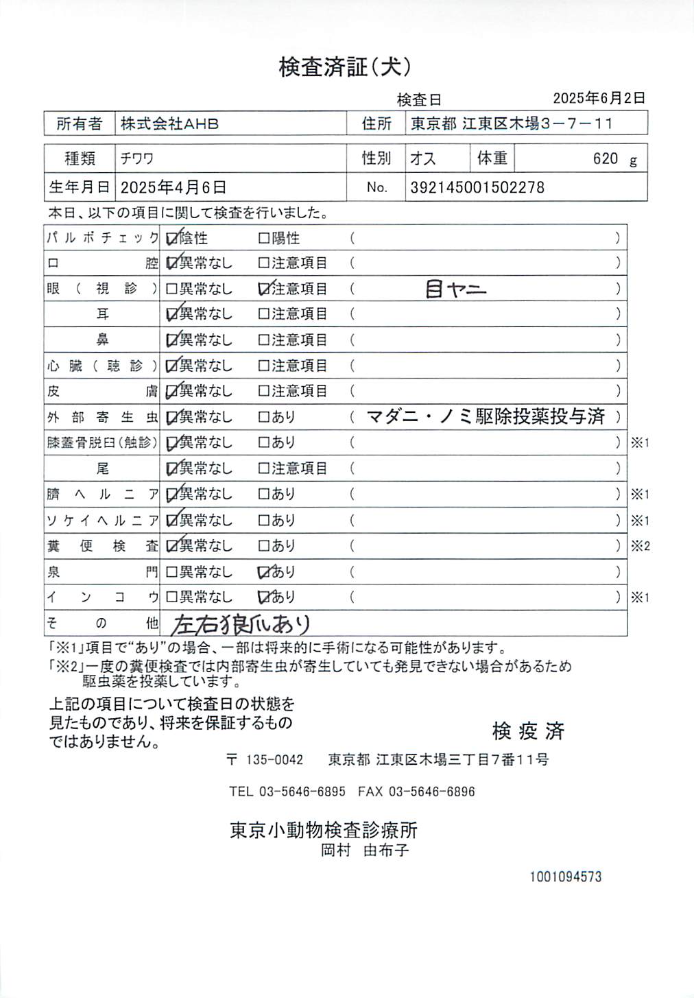 チワワ