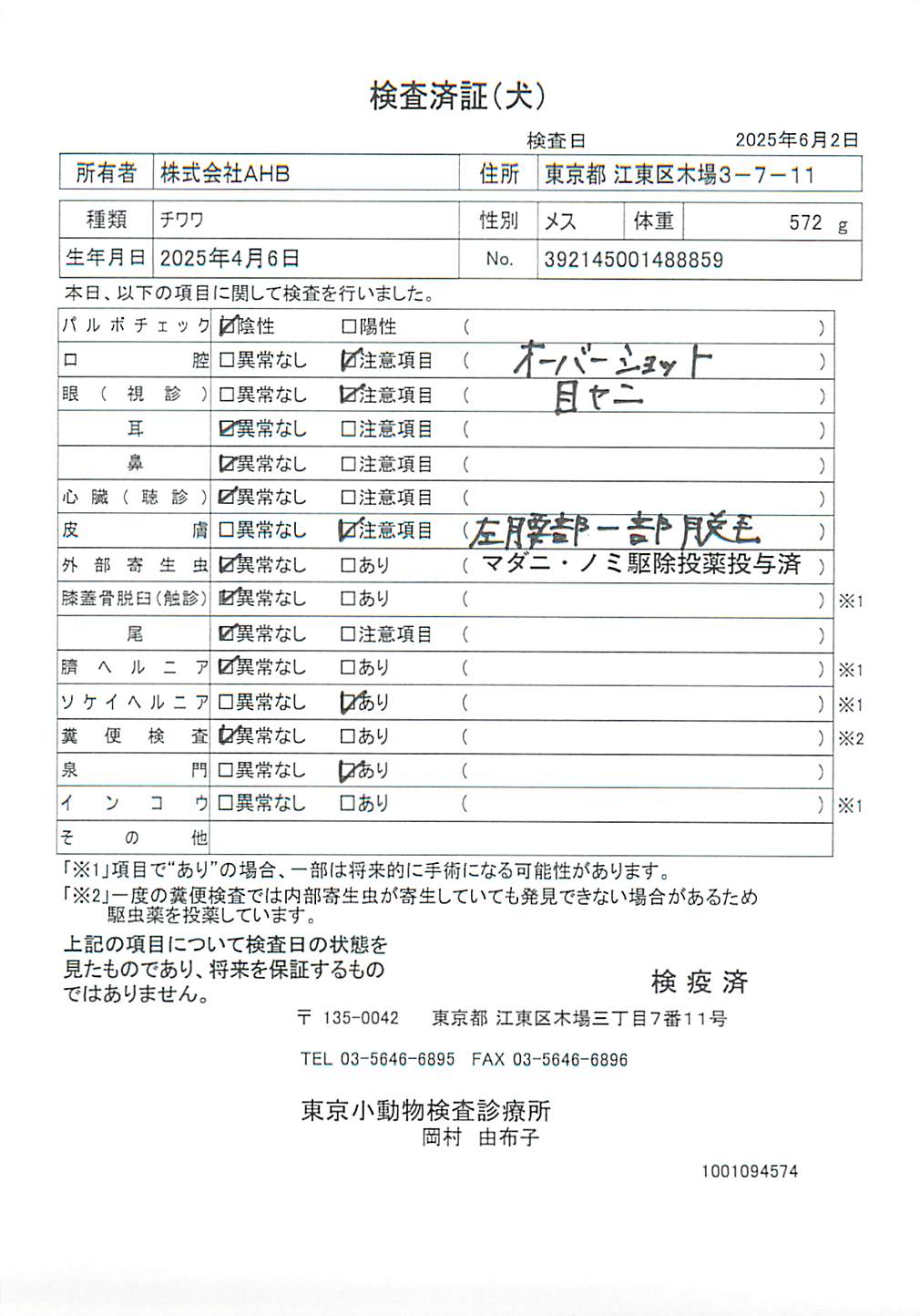 チワワ