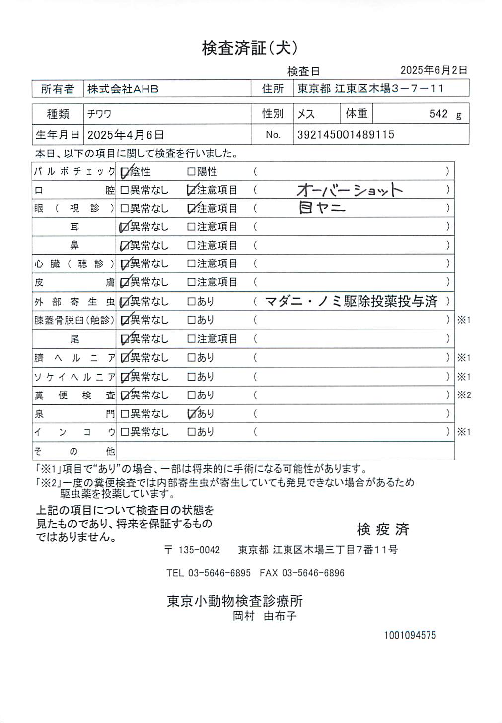 チワワ