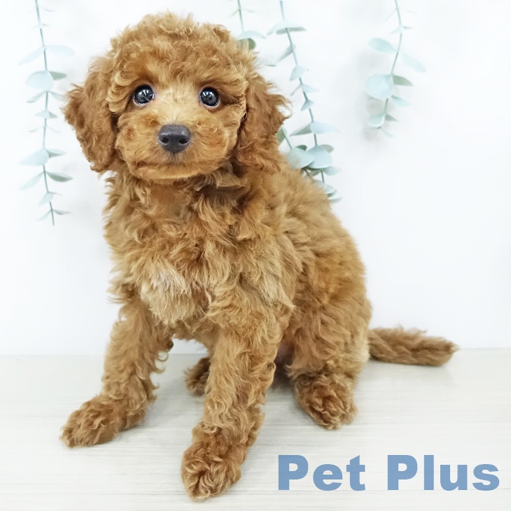 東京都のトイプードル(トイ) (ペットプラス南砂町SUNAMO店/2025年4月6日生まれ/男の子/レッド)の子犬