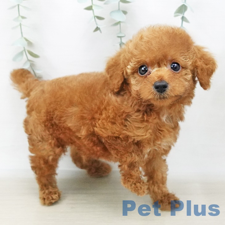 東京都のトイプードル(トイ) (ペットプラスむさし村山店/2025年4月5日生まれ/男の子/レッド)の子犬の2枚目の画像