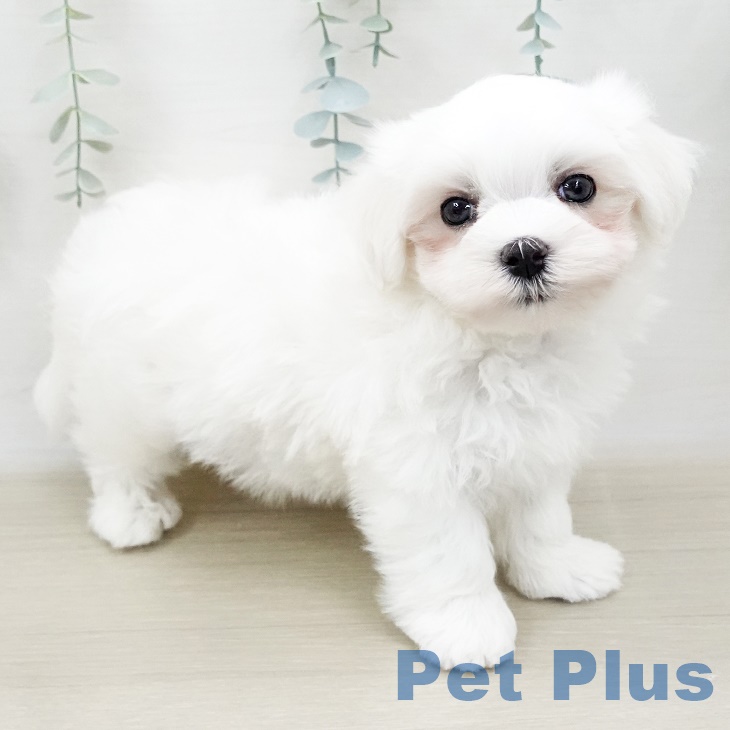 東京都のマルチーズ (ペットプラス東久留米店/2025年4月6日生まれ/男の子/ホワイト)の子犬
