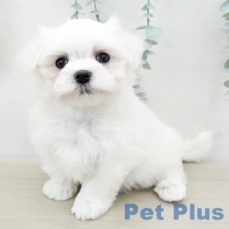 埼玉県のマルチーズ (ペットプラスコクーンシティ店/2025年4月6日生まれ/女の子/ホワイト)の子犬
