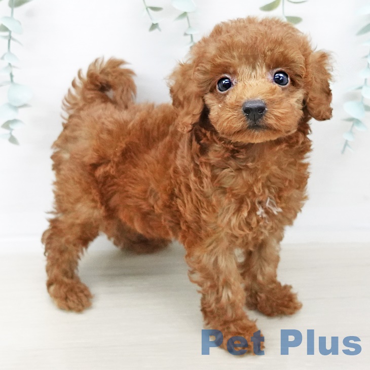 三重県のトイプードル(トイ) (ペットプラス津南店/2025年4月7日生まれ/男の子/レッド)の子犬