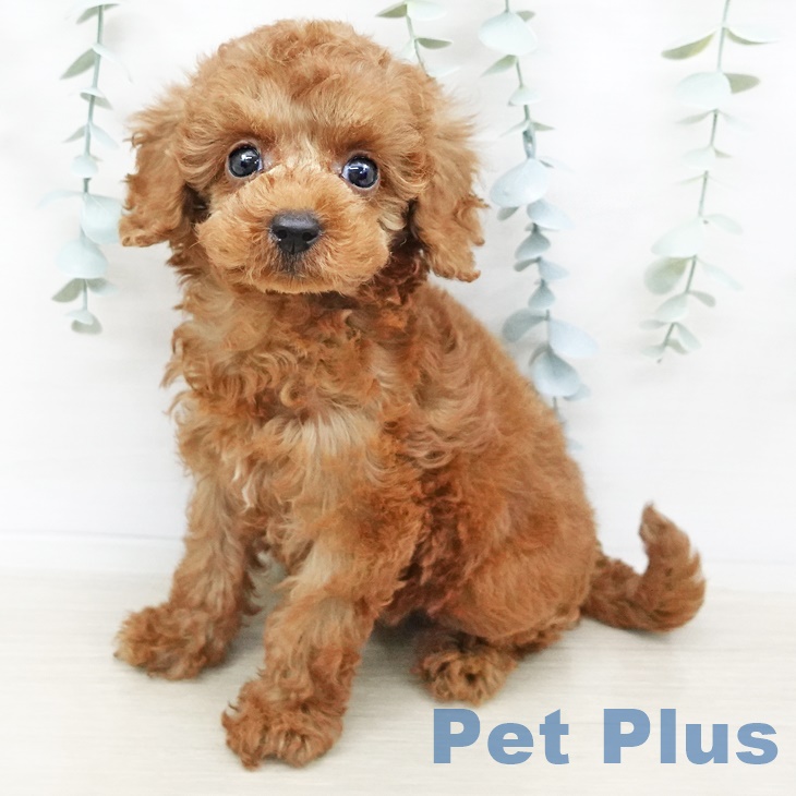 岐阜県のトイプードル(トイ) (ペットプラス各務原店/2025年4月7日生まれ/女の子/レッド)の子犬
