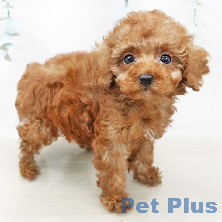 東京都のトイプードル(トイ) (ペットプラス日の出店/2025年4月7日生まれ/女の子/レッド)の子犬の2枚目の画像