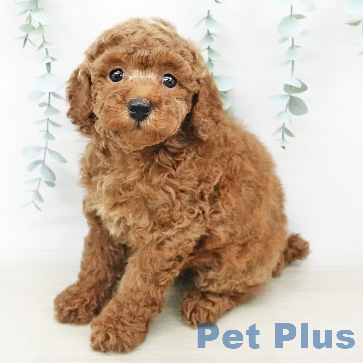 千葉県のトイプードル(トイ) (ペットプラスユーカリが丘店/2025年4月7日生まれ/女の子/レッド)の子犬