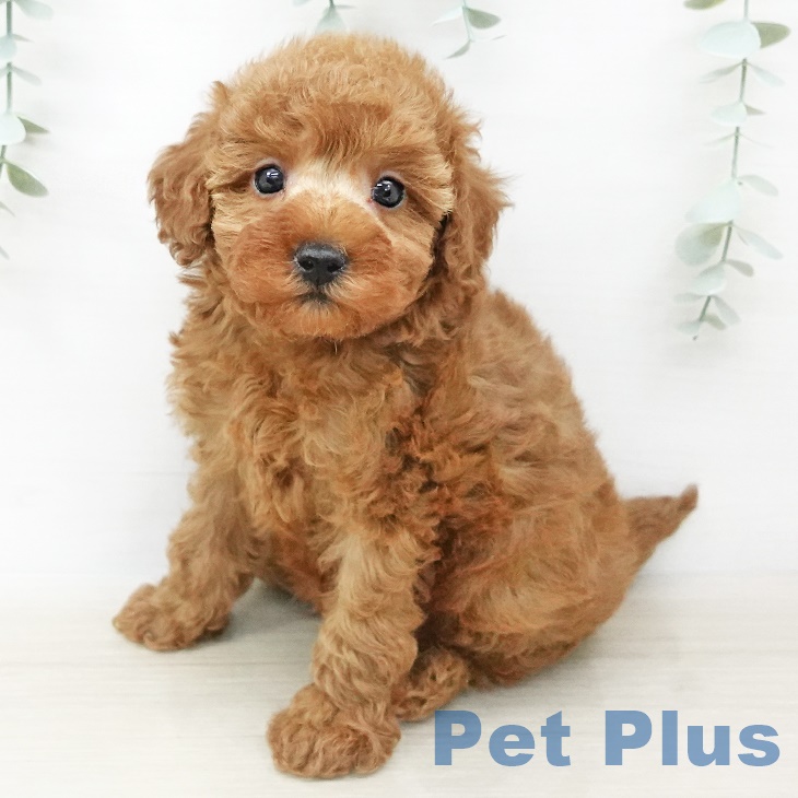 石川県のトイプードル(トイ) (ペットプラスかほく店/2025年4月9日生まれ/男の子/レッド)の子犬