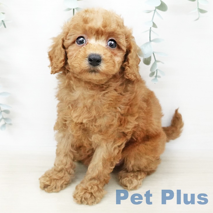 富山県のトイプードル(トイ) (ペットプラス高岡店/2025年4月2日生まれ/女の子/レッド)の子犬