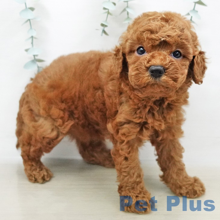 神奈川県のトイプードル(トイ) (ペットプラス天王町店/2025年4月2日生まれ/女の子/レッド)の子犬の2枚目の画像