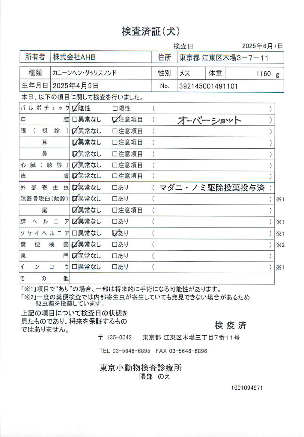 カニーンヘン・ダックスフンド