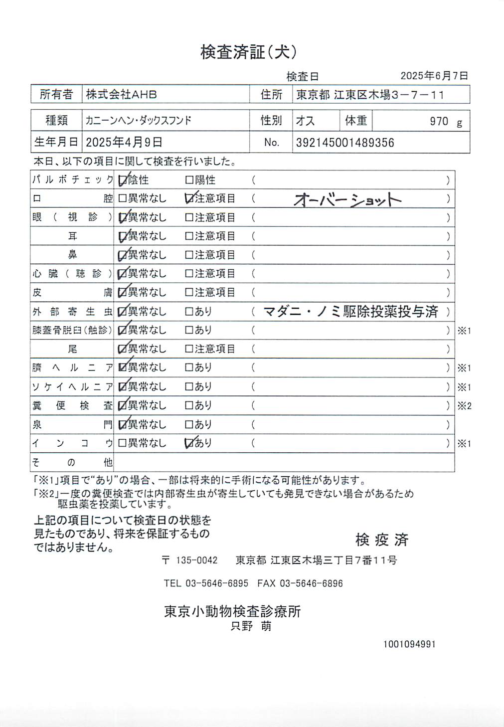 カニーンヘン・ダックスフンド