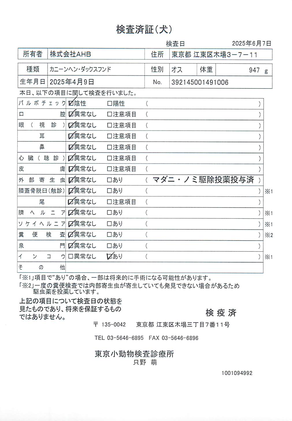 カニーンヘン・ダックスフンド