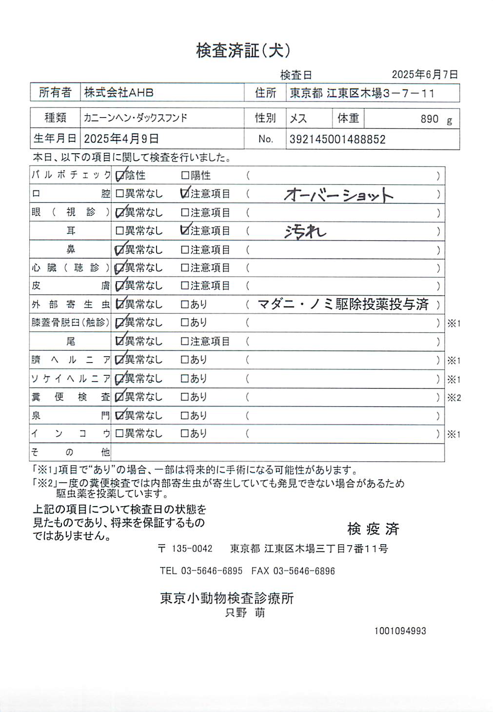 カニーンヘン・ダックスフンド