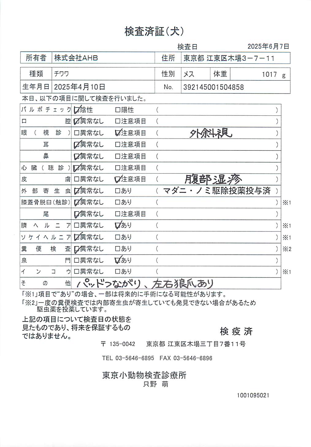 チワワ