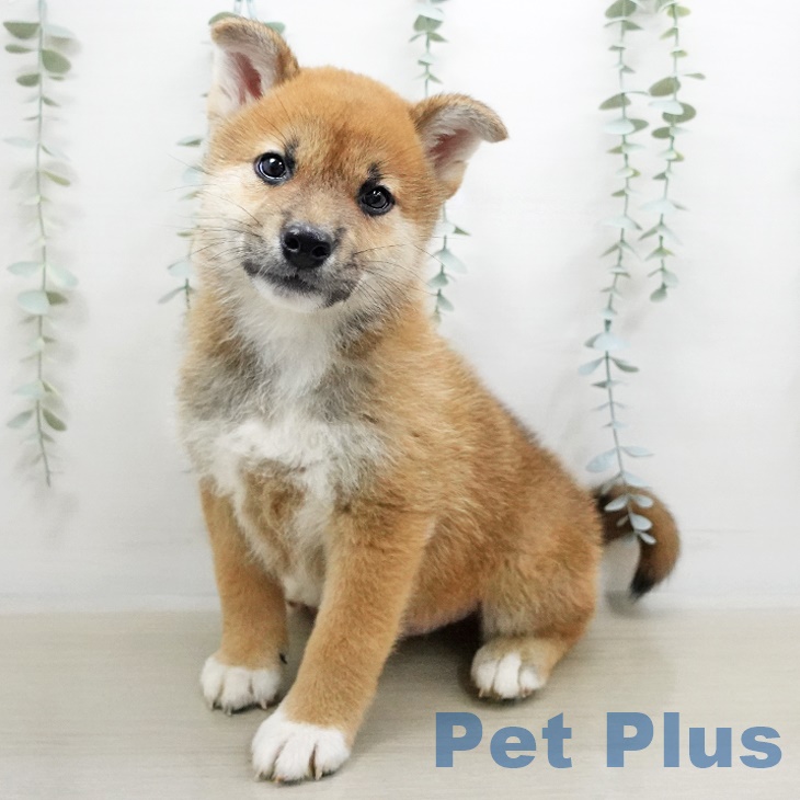 東京都の柴犬(標準サイズ) (ペットプラス南砂町SUNAMO店/2025年4月10日生まれ/男の子/赤)の子犬