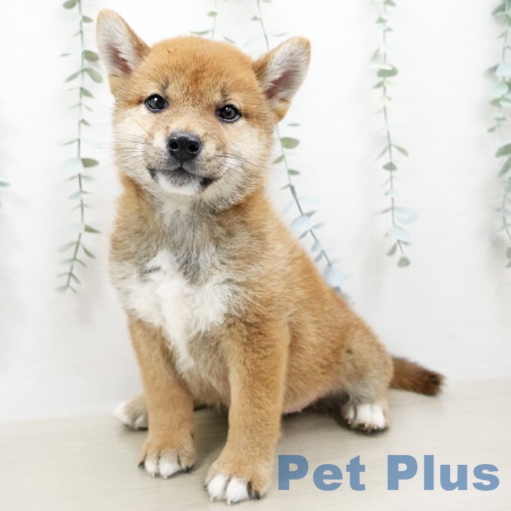 群馬県の柴犬(標準サイズ) (ペットプラスイオンモール太田店/2025年4月10日生まれ/女の子/赤)の子犬