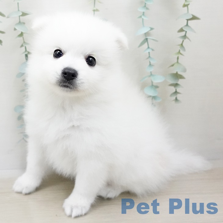埼玉県の日本スピッツ (ペットプラスコクーンシティ店/2025年4月8日生まれ/女の子/ホワイト)の子犬