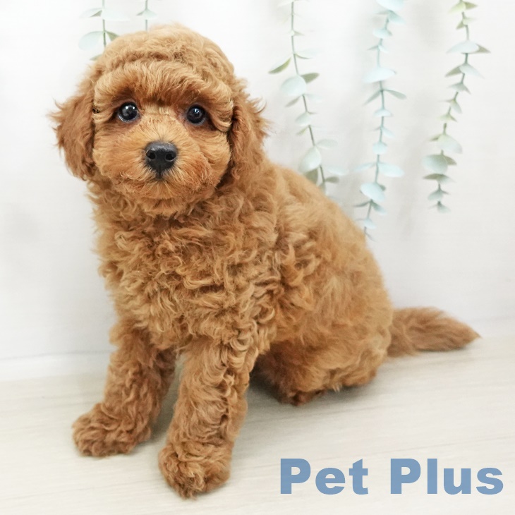 愛知県のトイプードル(トイ) (ペットプラス三好店/2025年4月10日生まれ/男の子/レッド)の子犬
