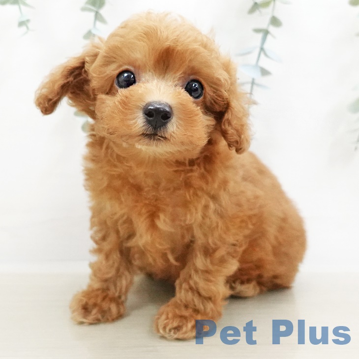 岐阜県のトイプードル(トイ) (ペットプラス各務原店/2025年3月30日生まれ/男の子/レッド)の子犬