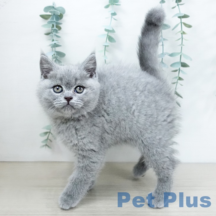 ブリティッシュショートヘア