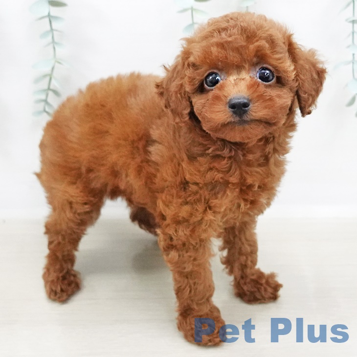 東京都のトイプードル(トイ) (ペットプラス板橋店/2025年4月10日生まれ/女の子/レッド)の子犬の1枚目の画像