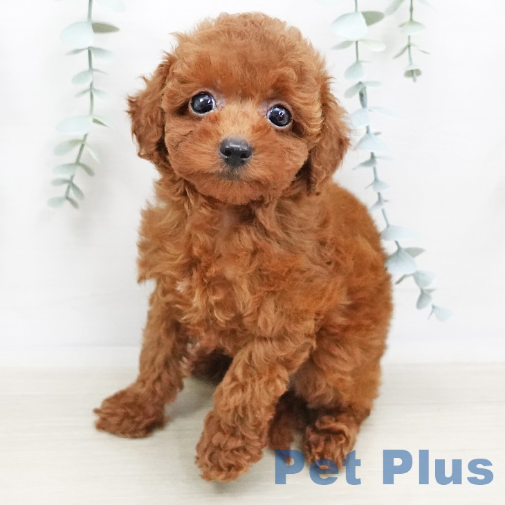 東京都のトイプードル(トイ) (ペットプラス板橋店/2025年4月10日生まれ/女の子/レッド)の子犬の2枚目の画像