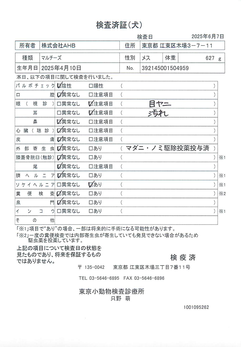マルチーズ