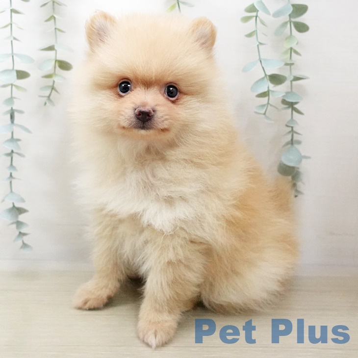 千葉県のポメラニアン (ペットプラス成田店/2025年4月11日生まれ/男の子/クリーム)の子犬