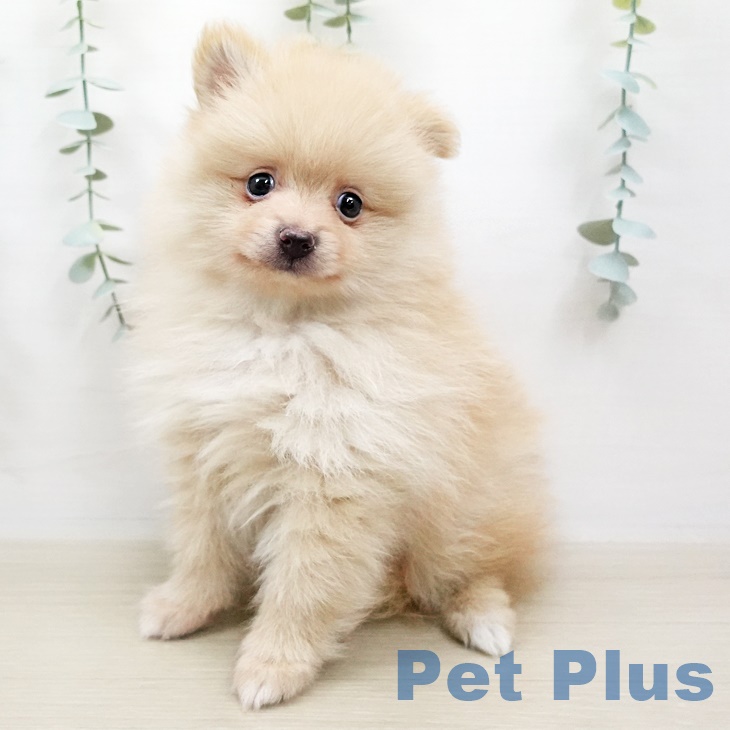 新潟県のポメラニアン (ペットプラス新潟青山店/2025年4月11日生まれ/男の子/クリーム)の子犬